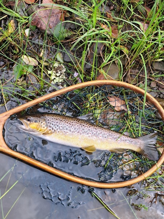 Abernant trout - SR from Llangynidr
